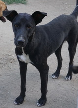 LENNY, Hund, Mischlingshund in Griechenland - Bild 6
