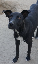 LENNY, Hund, Mischlingshund in Griechenland - Bild 8