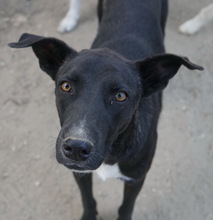 LENNY, Hund, Mischlingshund in Griechenland - Bild 9