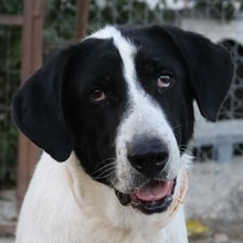 MADOC, Hund, Mischlingshund in Griechenland - Bild 1