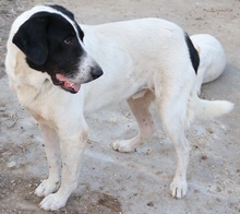 MADOC, Hund, Mischlingshund in Griechenland - Bild 2
