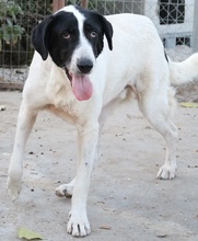 MADOC, Hund, Mischlingshund in Griechenland - Bild 3