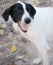 MADOC, Hund, Mischlingshund in Griechenland - Bild 4
