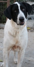 MADOC, Hund, Mischlingshund in Griechenland - Bild 5