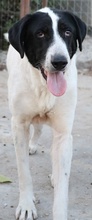 MADOC, Hund, Mischlingshund in Griechenland - Bild 6
