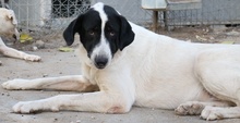 MADOC, Hund, Mischlingshund in Griechenland - Bild 7
