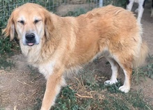 JETTE, Hund, Mischlingshund in Griechenland - Bild 4