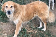 JETTE, Hund, Mischlingshund in Griechenland - Bild 7