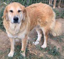 JETTE, Hund, Mischlingshund in Griechenland - Bild 9