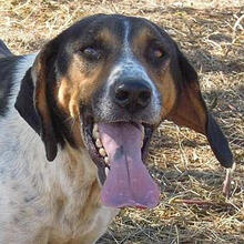 SIRKAN, Hund, Mischlingshund in Griechenland - Bild 1