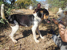 SIRKAN, Hund, Mischlingshund in Griechenland - Bild 10