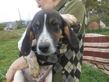 SIRKAN, Hund, Mischlingshund in Griechenland - Bild 13