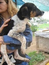 SIRKAN, Hund, Mischlingshund in Griechenland - Bild 14