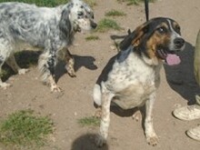 SIRKAN, Hund, Mischlingshund in Griechenland - Bild 23