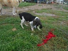 SIRKAN, Hund, Mischlingshund in Griechenland - Bild 25