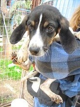 SIRKAN, Hund, Mischlingshund in Griechenland - Bild 26