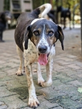 SIRKAN, Hund, Mischlingshund in Griechenland - Bild 27