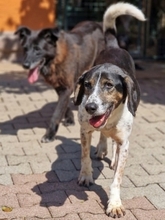SIRKAN, Hund, Mischlingshund in Griechenland - Bild 28