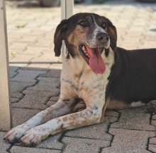 SIRKAN, Hund, Mischlingshund in Griechenland - Bild 29