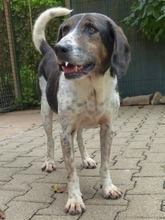 SIRKAN, Hund, Mischlingshund in Griechenland - Bild 30