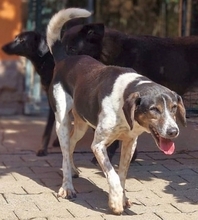 SIRKAN, Hund, Mischlingshund in Griechenland - Bild 31