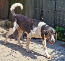 SIRKAN, Hund, Mischlingshund in Griechenland - Bild 32