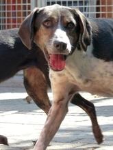 SIRKAN, Hund, Mischlingshund in Griechenland - Bild 33