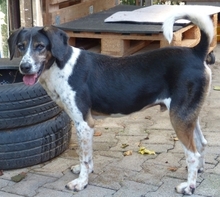 SIRKAN, Hund, Mischlingshund in Griechenland - Bild 34