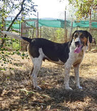 SIRKAN, Hund, Mischlingshund in Griechenland - Bild 4
