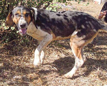 SIRKAN, Hund, Mischlingshund in Griechenland - Bild 5