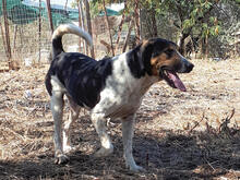 SIRKAN, Hund, Mischlingshund in Griechenland - Bild 6