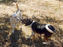 SIRKAN, Hund, Mischlingshund in Griechenland - Bild 8