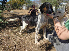 SIRKAN, Hund, Mischlingshund in Griechenland - Bild 9