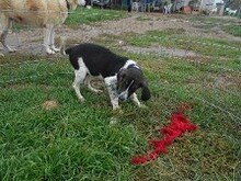 SIRKAN, Hund, Mischlingshund in Backnang - Bild 25