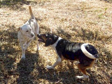 SIRKAN, Hund, Mischlingshund in Backnang - Bild 8