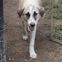 JEANNY, Hund, Herdenschutzhund-Mix in Griechenland - Bild 10