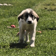 JEANNY, Hund, Herdenschutzhund-Mix in Griechenland - Bild 3