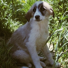 JEANNY, Hund, Herdenschutzhund-Mix in Griechenland - Bild 5