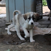 JEANNY, Hund, Herdenschutzhund-Mix in Griechenland - Bild 6