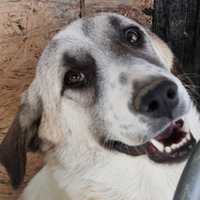 JEANNY, Hund, Herdenschutzhund-Mix in Griechenland - Bild 8