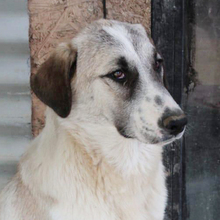 JEANNY, Hund, Herdenschutzhund-Mix in Griechenland - Bild 9