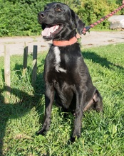 NERO, Hund, Mischlingshund in Slowakische Republik - Bild 10