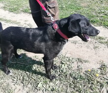 NERO, Hund, Mischlingshund in Slowakische Republik - Bild 5