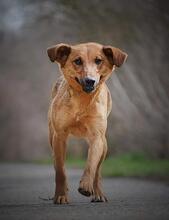 MILKA, Hund, Mischlingshund in Bad Honnef - Bild 4