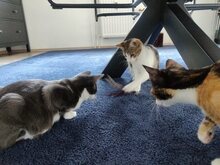 FELICIA, Katze, Europäisch Kurzhaar in Essen - Bild 13