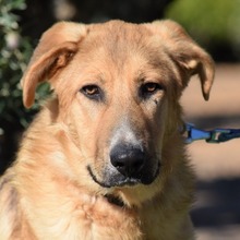 ROONEY, Hund, Deutscher Schäferhund-Mix in Spanien - Bild 1