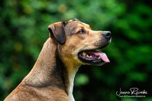 KASPER, Hund, Mischlingshund in Gütersloh - Bild 4