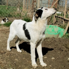 TABBY, Hund, Herdenschutzhund-Mix in Griechenland - Bild 1
