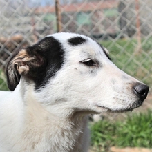 TABBY, Hund, Herdenschutzhund-Mix in Griechenland - Bild 5