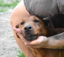 CSUBI, Hund, Mischlingshund in Ungarn - Bild 2